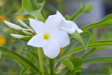 Obraz na płótnie Canvas plumeria flower in nature garden