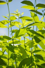 fresh green Wrightia religiosa Benth leaves