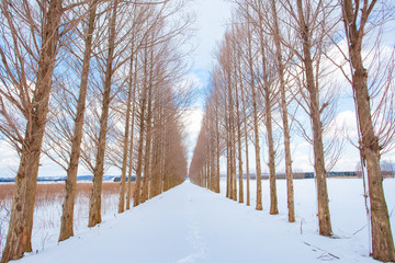 Avenue of Dawn redwood tree with snow in winter season at Kanazawa city , Japan