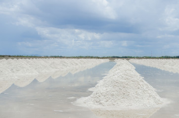 Naklua mass of salt in salt seaside farm in daylight at Samutsun