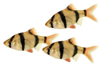 Tiger barb or Sumatra barb Puntius tetrazona tropical aquarium fish isolated