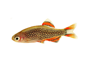 Galaxy Rasbora Danio margaritatus, pearl danio aquarium fish 