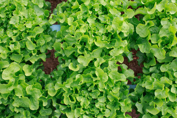 Hydroponics vegetable farm in north Thailand