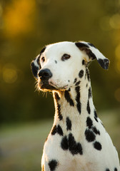 Portrait of Dalmatian