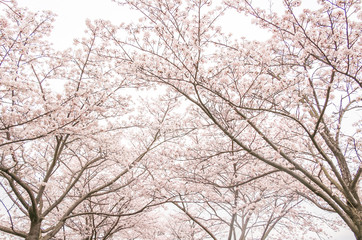 Fototapeta na wymiar Cherry trees in full blossom / 満開の桜
