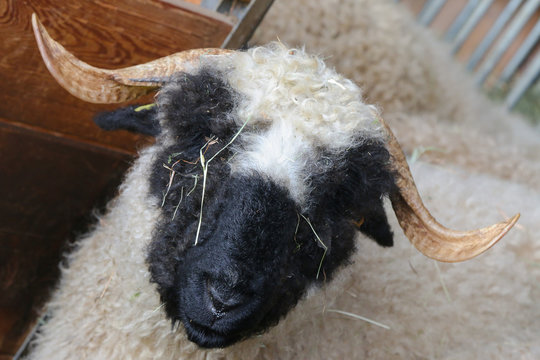 Valais Blacknose Sheep (in German called Walliser Schwarznasenschaf) originating in Switzerland