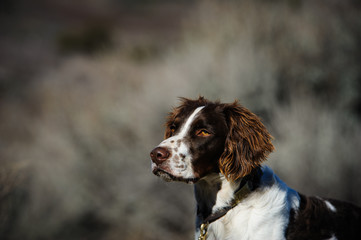 Brittany Spaniel portrait with natural background
