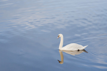 Fototapeta na wymiar White geese swimming with reflection in the lake.