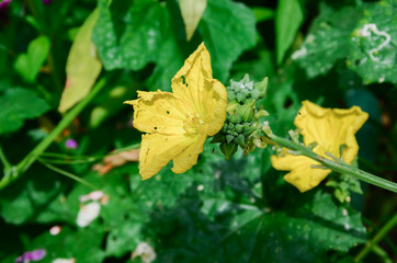 The quash blossom in flower plant.