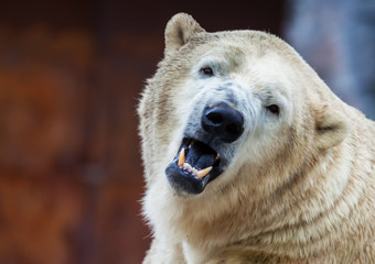 Fototapeta premium Eisbär aggressiv