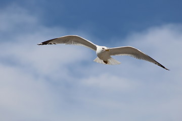Obraz premium Seagull in flight.