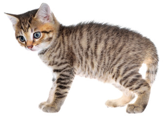 Shorthair brindled kitten crawling sneaking