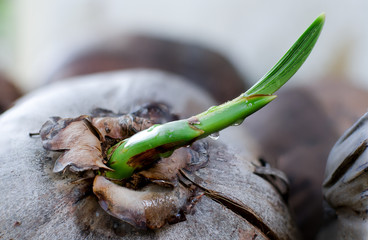Fresh sprout of coconut tree, It start from mother coconut to growing in future.