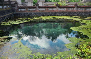 Fototapeta na wymiar sky reflected in a pond overgrown with grass