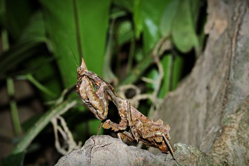 Grasshopper in nature hidden under branches and leaves .