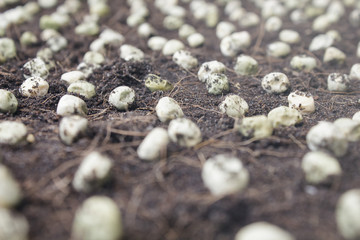peas on the soil
