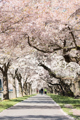 People walk on alley under blossoming cherry trees