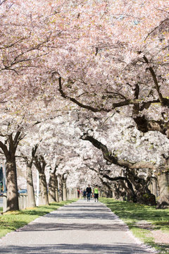 People walk on alley under blossoming cherry trees