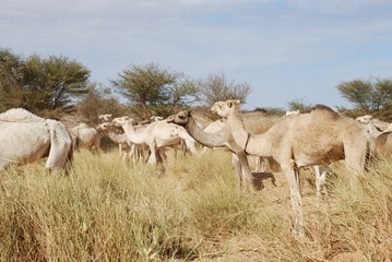 Naklejka na ściany i meble Camels in the Desert