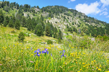 Obraz premium scenic mountains, meadows and blue sky