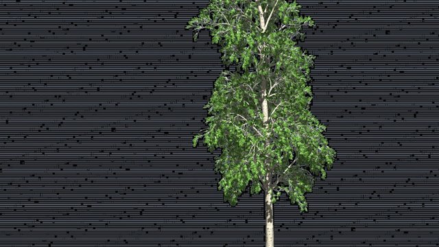 European Aspen Tree Green Swaying Branches Leaves Tree Trunk Summer Outdoors Studio Computer Generated Animation