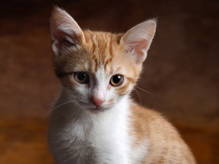 Portrait of a kitten with yellow eyes. Kitten small, fur is white with red. Big Cat Muzzle
