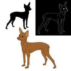 set small terrier dog isolated vector illustration