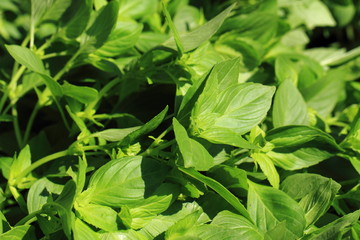 basil plant background