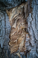 the texture of wood outdoor for background or design