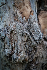 the texture of wood outdoor for background or design