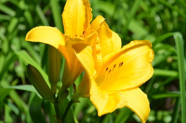 Yellow lily blossom in the garden