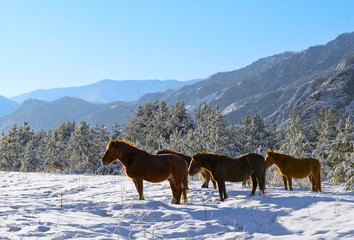 Winter landscape with horses