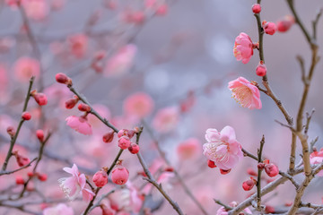 ピンク色の紅梅の花
