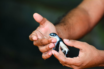 Naklejka premium Small Sea Turtle On Hand In Kosgoda, Sri Lanka