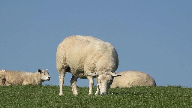 Schafe auf der Wiese