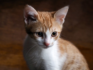 Fototapeta na wymiar Portrait of a kitten with yellow eyes. Kitten small, fur is white with red. Big cat muzzle. We kitten beautiful eyes