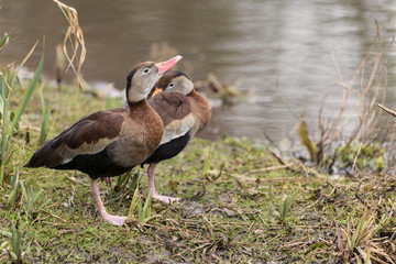 Beautiful portrait of black bellied whistling duck bird in the w