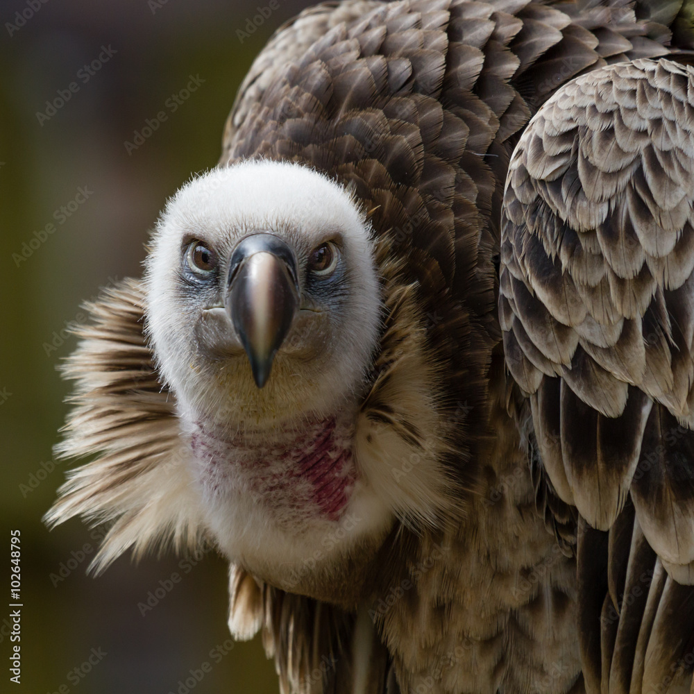Poster close up head portrait of a griffon vulture staring straight at the camera in square format