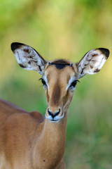 impala