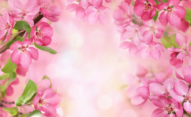 Obraz na płótnie Canvas Apple flowers