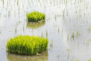 Paddy sprouts prepare for transplantation on paddy field..