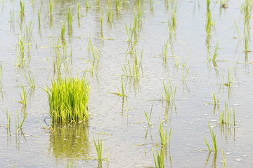 Paddy sprouts prepare for transplantation on paddy field..