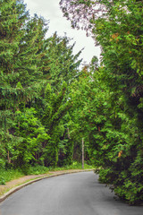 Fototapeta na wymiar paved road runs through the pine forest