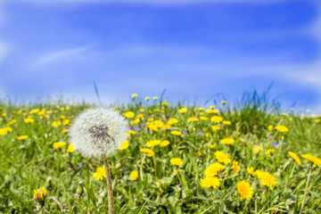 Fototapeta premium white dandelion on a background of blue sky