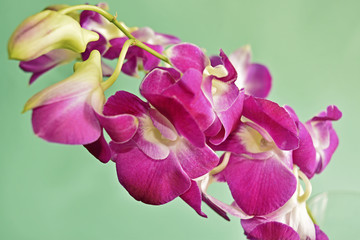Fototapeta na wymiar Purple Orchid Dendrobium