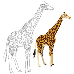 Giraffe illustration for coloring page. 