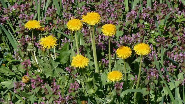 Dandelions with bee at meadow in spring, zoom in footage