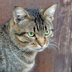 Naklejka na ściany i meble tabby cat sitting near the door