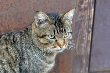 tabby cat sitting near the door