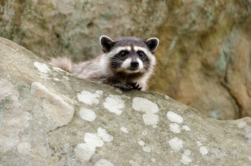 A curious baby raccoon and his parent sit on top of a rock.